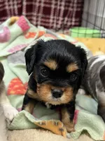 Oscar, a male Cavalier King Charles Spaniel for sale in Dewitt, MI – 4 of 6
