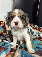 Blaze, a male Cavalier King Charles Spaniel for sale in Dewitt, MI – 2 of 5
