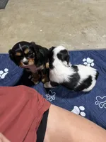 Boone, a male Cavalier King Charles Spaniel for sale in Dewitt, MI – 6 of 7