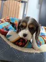 Paisley, a female Cavalier King Charles Spaniel for sale in Dewitt, MI – 5 of 6