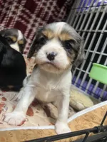 Blaze, a male Cavalier King Charles Spaniel for sale in Dewitt, MI – 5 of 5