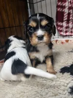 Boone, a male Cavalier King Charles Spaniel for sale in Dewitt, MI – 2 of 7