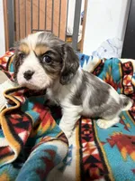 Blaze, a male Cavalier King Charles Spaniel for sale in Dewitt, MI – 3 of 5
