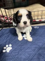 Honey, a male Cavalier King Charles Spaniel for sale in Dewitt, MI – 2 of 7