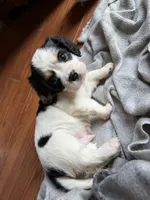 Honey, a male Cavalier King Charles Spaniel for sale in Dewitt, MI – 4 of 7