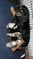 Paisley, a female Cavalier King Charles Spaniel for sale in Dewitt, MI – 6 of 6