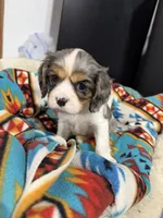 Blaze, a male Cavalier King Charles Spaniel for sale in Dewitt, MI – 1 of 5