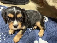 Boone, a male Cavalier King Charles Spaniel for sale in Dewitt, MI – 7 of 7