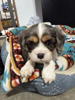 Paisley, a female Cavalier King Charles Spaniel for sale in Dewitt, MI – 2 of 6