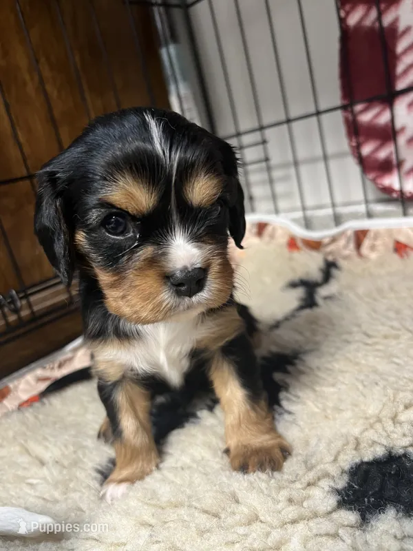 Boone – Cavalier King Charles Spaniel puppy for sale in Dewitt, MI