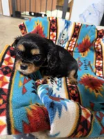 Oscar, a male Cavalier King Charles Spaniel for sale in Dewitt, MI – 2 of 6