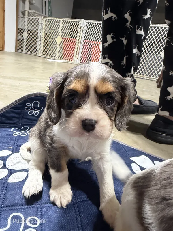 Paisley – Cavalier King Charles Spaniel puppy for sale in Dewitt, MI