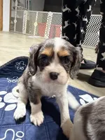 Paisley, a female Cavalier King Charles Spaniel for sale in Dewitt, MI – 1 of 6