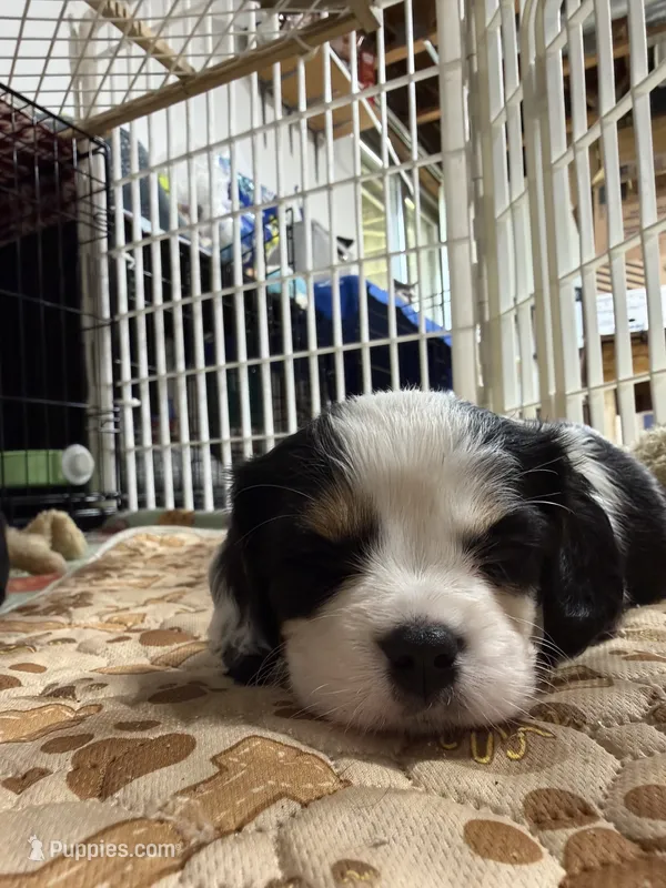Honey – Cavalier King Charles Spaniel puppy for sale in Dewitt, MI