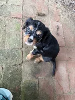 Dukie , a male Cavalier King Charles Spaniel for sale in Dewitt, MI – 2 of 7