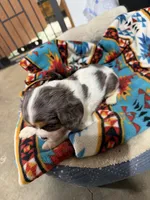 Paisley, a female Cavalier King Charles Spaniel for sale in Dewitt, MI – 4 of 6