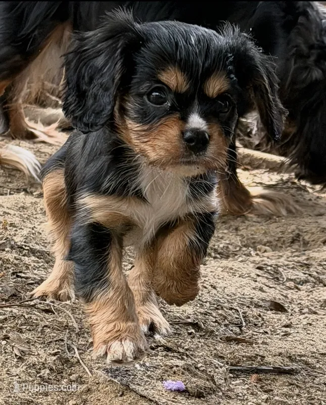 Boone – Cavalier King Charles Spaniel puppy for sale in Dewitt, MI