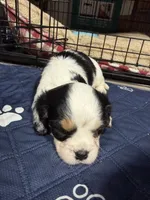 Honey, a male Cavalier King Charles Spaniel for sale in Dewitt, MI – 6 of 7