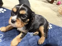 Boone, a male Cavalier King Charles Spaniel for sale in Dewitt, MI – 4 of 7