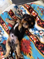 Oscar, a male Cavalier King Charles Spaniel for sale in Dewitt, MI – 5 of 6