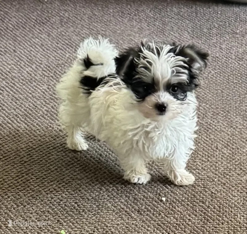 Tiny Morkie Boy – Morkie puppy for sale in Indianapolis, IN