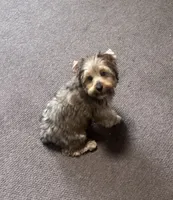 AKC Sable Female Yorkie, a female Yorkshire Terrier for sale in Indianapolis, IN – 4 of 5