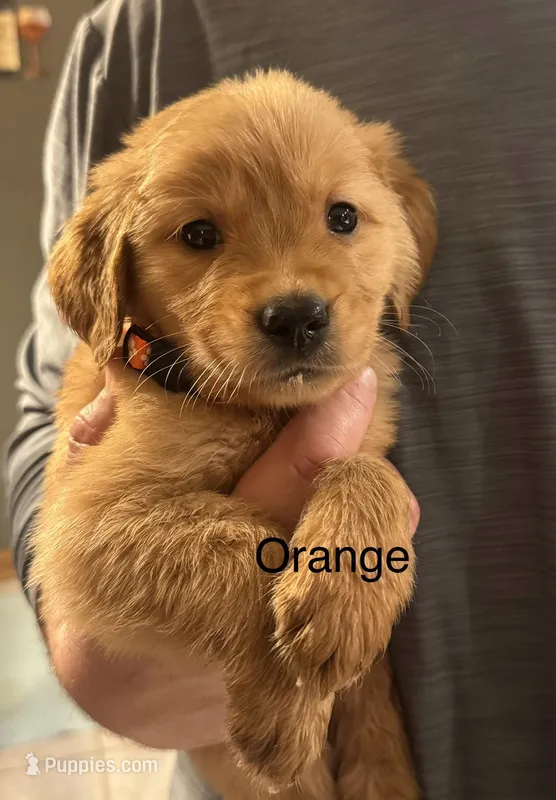 Golden Retriever Boy - Orange   – Golden Retriever puppy for sale in Indianapolis, IN