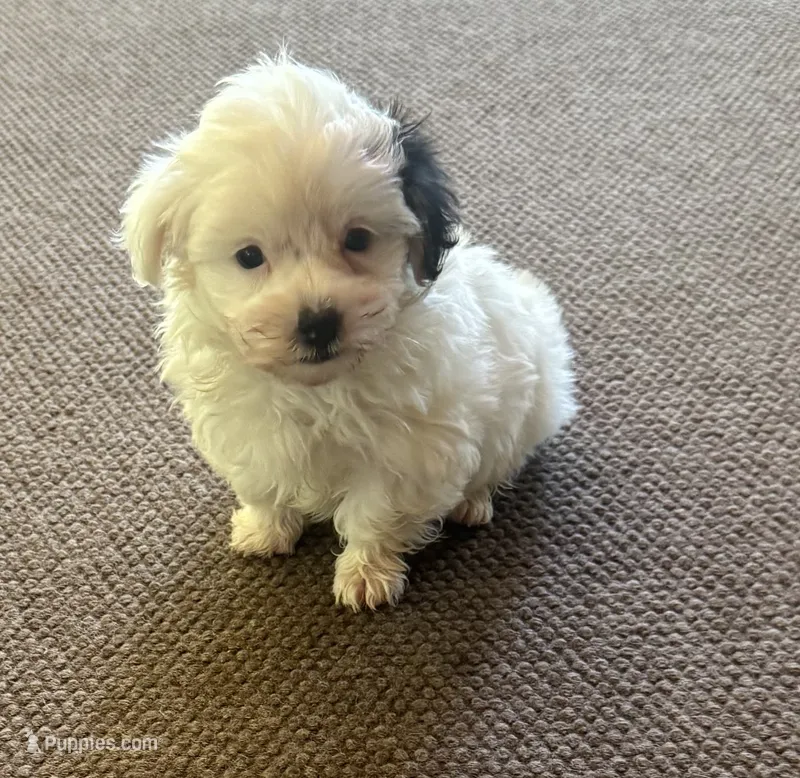 Morkie Boy 2 – Morkie puppy for sale in Indianapolis, IN