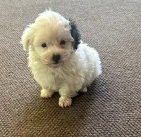 Morkie Boy 2, a male Morkie for sale in Indianapolis, IN – 1 of 4