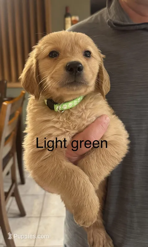 Golden Retriever Boy Light Green – Golden Retriever puppy for sale in Indianapolis, IN
