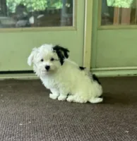 Morkie Boy 2, a male Morkie for sale in Indianapolis, IN – 1 of 5