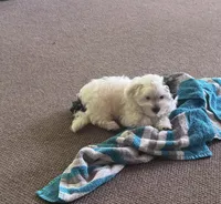 Morkie Boy 2, a male Morkie for sale in Indianapolis, IN – 5 of 5