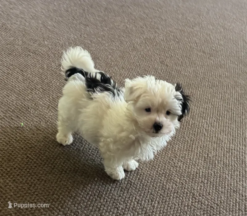 Morkie Boy 2 – Morkie puppy for sale in Indianapolis, IN