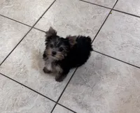 Tiny AKC Yorkie Male, a male Yorkshire Terrier for sale in Indianapolis, IN – 4 of 5