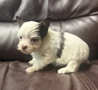 AKC Chocolate Parti Female , a female Yorkshire Terrier for sale in Indianapolis, IN – 4 of 4