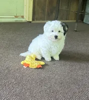 Morkie Boy 2, a male Morkie for sale in Indianapolis, IN – 2 of 5
