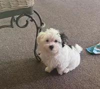 Morkie Boy 2, a male Morkie for sale in Indianapolis, IN – 3 of 5