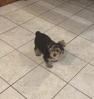 AKC Yorkie Female, a female Yorkshire Terrier for sale in Indianapolis, IN – 3 of 4