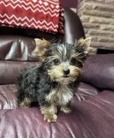 Tiny AKC Yorkie Male, a male Yorkshire Terrier for sale in Indianapolis, IN – 5 of 5