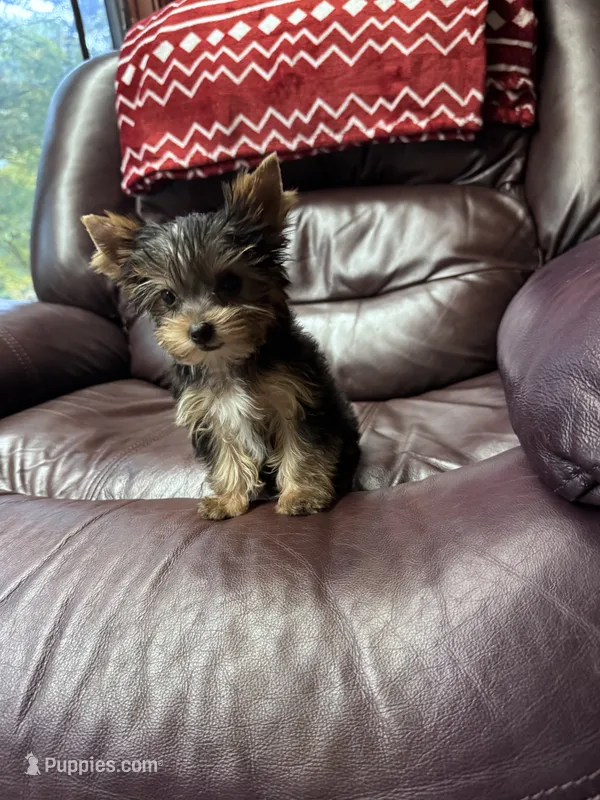 Tiny AKC Yorkie Male – Yorkshire Terrier puppy for sale in Indianapolis, IN