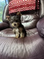 Tiny AKC Yorkie Male, a male Yorkshire Terrier for sale in Indianapolis, IN – 1 of 5