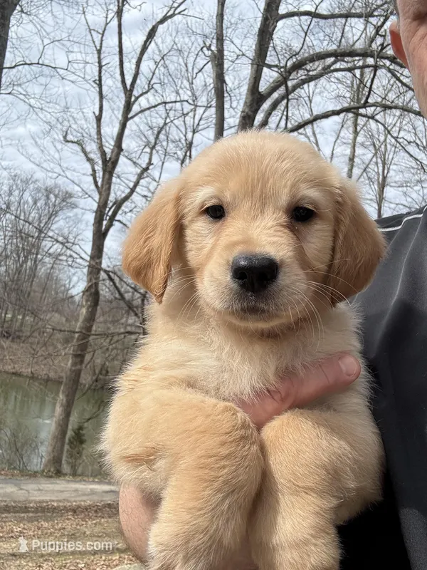 AKC Golden Retriever Girl - Yellow – Golden Retriever puppy for sale in Indianapolis, IN