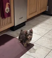 Chocolate Yorkie Boy 2, a male Yorkshire Terrier for sale in Indianapolis, IN – 2 of 3