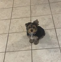AKC Yorkie Female, a female Yorkshire Terrier for sale in Indianapolis, IN – 4 of 4