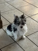 AKC Registrable Dark Chocolate Parti Yorkie – Adorable Baby Boy 🐾, a male Yorkshire Terrier for sale in Indianapolis, IN – Photo 3 of 3