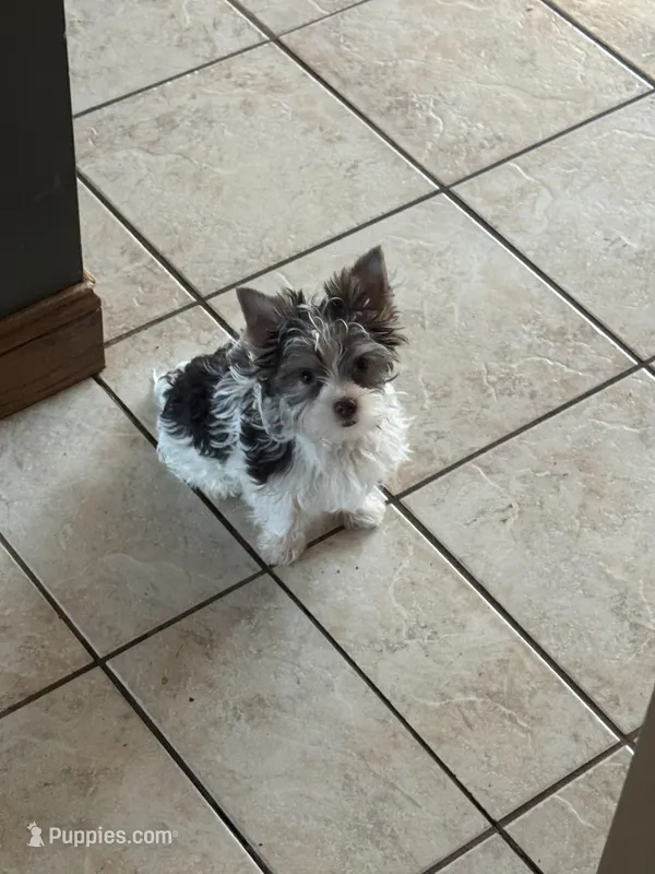 AKC Chocolate Parti Yorkie Boy🐾 – Yorkshire Terrier puppy for sale in Indianapolis, IN