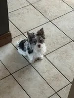 AKC Registrable Dark Chocolate Parti Yorkie – Adorable Baby Boy 🐾, a male Yorkshire Terrier for sale in Indianapolis, IN – Photo 2 of 3