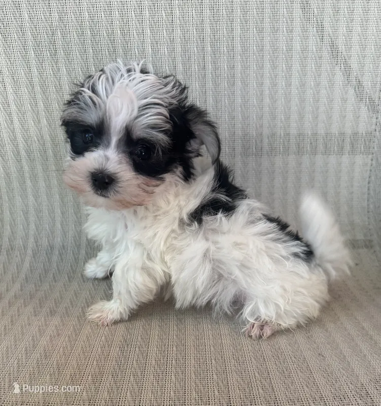 Tiny Morkie Boy – Morkie puppy for sale in Indianapolis, IN