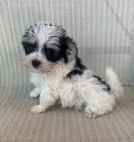 Tiny Morkie Boy, a male Morkie for sale in Indianapolis, IN – 1 of 4