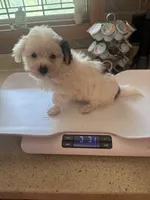 Morkie Boy 2, a male Morkie for sale in Indianapolis, IN – 3 of 4
